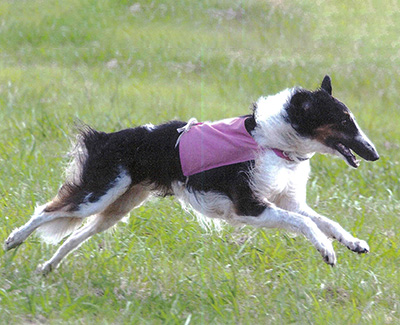 Top Versatility Borzoi 2003